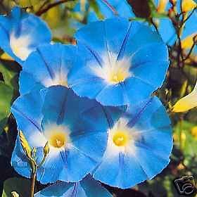 heavenly blue morning glory seeds in Vines & Groundcover