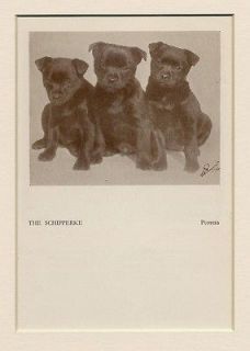 schipperke cute puppy dog print 1934 from united kingdom time