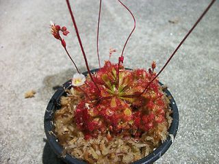 Drosera Spathulata Frasier Island Form (Sundew Carnivorous Plant)