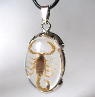 Real Scorpion Insect Oval Glass Goth Necklace & Pendant Strange Gift 