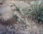 opuntia spiny prickly pear cactus 1 pad exotic time left