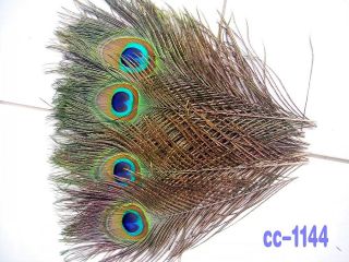New 20pcs real Natural color Peacock Tail Feathers 10 12 inches 25 30 