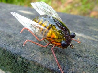 realistic cicada trout fly fishing flies 8 from australia
