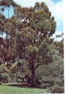 willow leaf peppermint euc alyptus nichollii seed from australia time