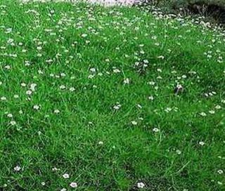 IRISH MOSS PEARLWORT Sagina Subulata   500 Flower Seeds + Free Seeds