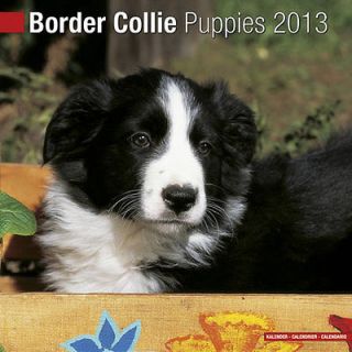 border collie puppies 2013 calendar 10210 13 