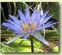 1000 nymphaea caerulea sacred lily seeds blue lotus time left