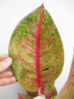 Aglaonema Pure Gold Big Structure Plant Red Leaf Nice Plant New
