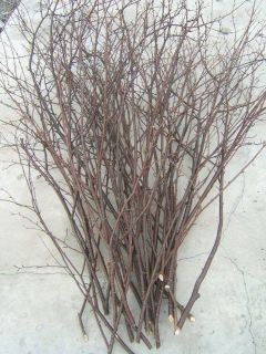 birch branches decorative natural fresh six 3 to 4 ft