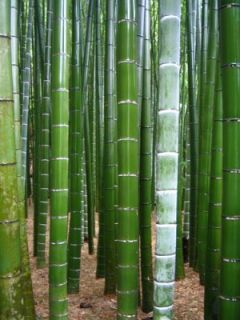 MOSO BAMBOO Phyllostachys pubescens 50 seeds