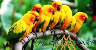 Acrylic BIRD Cage   Carrier   Parrot   Pet Bird   36 in