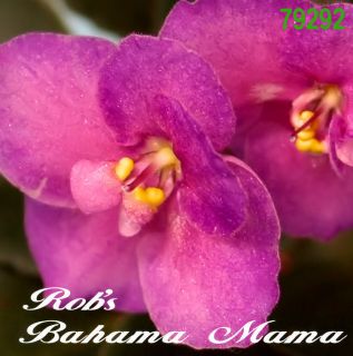 African Violet Plant Robs Bahama Mama Starter Plant in Pot Semimini 