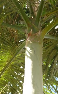 Live Alexander King Palm Cold Tolerant Tree Big 12 18in