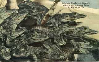 Caspers Farm Alligators St Augustine FL Linen Postcard