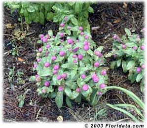 Use low growing globe amaranth selections at the front of beds and as 