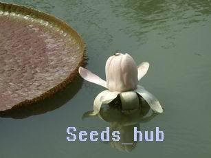 10 Seeds Giant Water Lily Victoria ica Lotus Pond