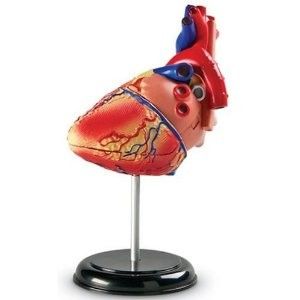 Human Heart Model Anatomy Science Biology Medical Teacher Learning 