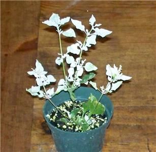 Alternanthera ficoidea Snowball Heavy Variegation Houseplant