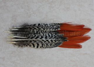   Tipped 8 10 Lady Amherst Amhurst Pheasant Tail Feather, Cynthias