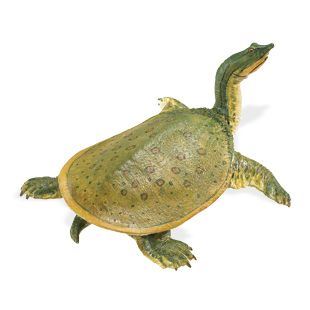 Safari Ltd Amphibians Soft Shell Turtle Replica 160605