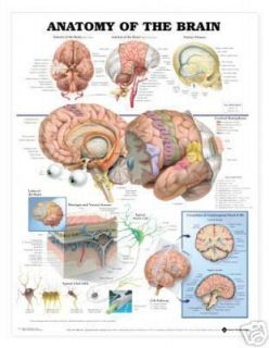 Anatomy of Brain Chart Charts Models Anatomical
