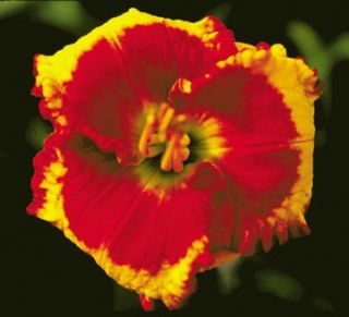ANDY CANDY   DF   B10A   Stamile 2003   DAYLILY