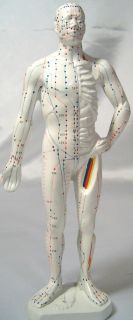 11 Human Acupuncture Model Figure Statue Sculpture New