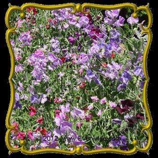 Annual Sweet Pea Early Multiflora Mix Wildflower Seeds.gif