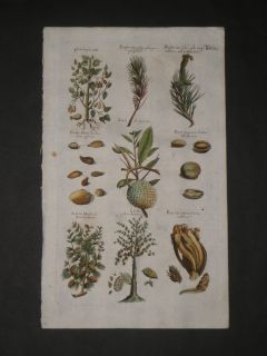 1662 Merian Jonston Antique Hand Colored Botany Engraving Pine Larch 