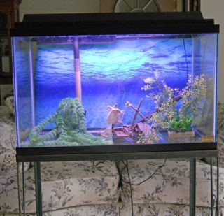 29 Gallon Tall Aquarium Fish Tank Heater Filter Light and Hood NW Ind 