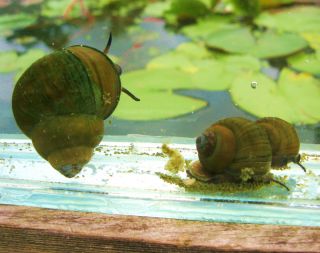 Black Trap Door Snails Aquarium Koi Pond Start A Snail Farm