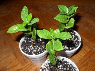 100 Coffea Arabica beans COFFEE PLANT SEEDS Grow your own plants