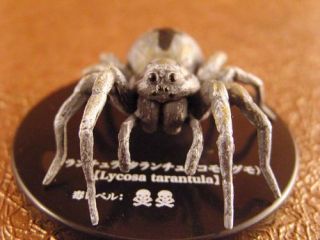 Toxic Arachnids Spider Lycosa Tarantula Wolf Spider