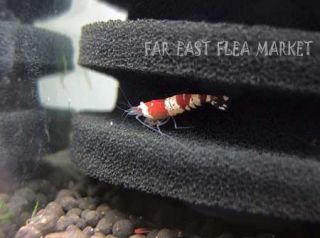 Aquarium Bio Sponge Filter for Shrimp Babies Fish Fry