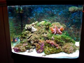   biocube 29 gallon aquarium with stand this tank has been my baby