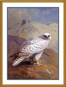 Archibald Thorburns Greenland Gyr Falcon Bird Counted Cross Stitch 