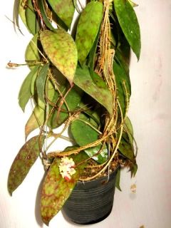 Hoya Scortechinii RARE Hoyas Plant 1 Pot Exact Size