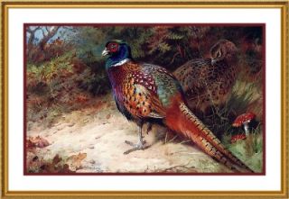 Archibald Thorburns Illustration of Common Pheasant Counted Cross 