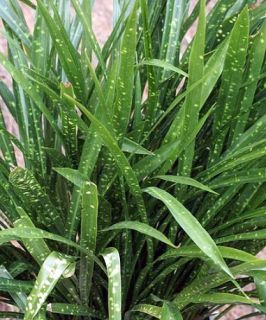 Minituflora Cast Iron Plant   Aspidistra   Grows in Dim Light   4 
