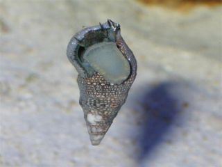 20 Cerinth Snails Saltwater Cleaner Snail Algae Eater
