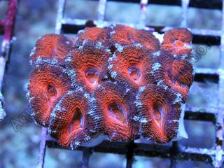 Black Cherry Aussie Acan Lord Colony Live Coral