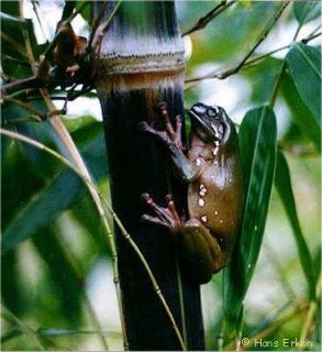 black asper bamboo dendrocalamus asper betung hitam 100 seeds black