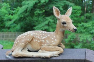 Baby Deer Fawn Buck Doe Unborn with Spots Taxidermy Mount