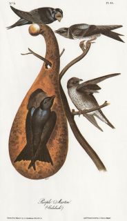 Purple Martin JJ Audubon Fine Bird Book Plate from Limited 1978 Volume 