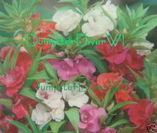 Balsam Camellia Flowered Mix Victorian Garden Favorite