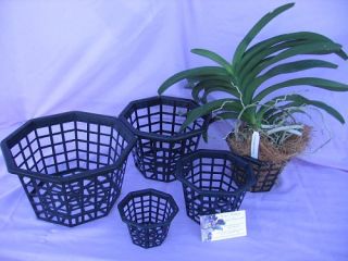 Octagon Black Plastic Vanda Baskets Three 6 Baskets for Orchid Plants 