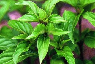 Green Pepper Basil Ocimum Selloi 1 Plant 3½ inches Pot
