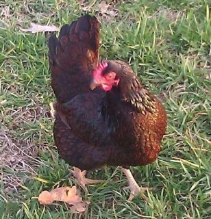 Bantam Barnevelder Chicken Hatching Eggs Gorgeous RARE 10