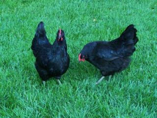 Thank you for your interest in our Black Barnevelders, and good luck 