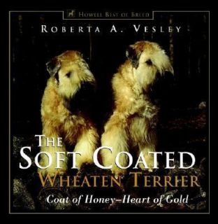 The Soft Coated Wheaten Terrier Coat of Honey   Heart of Gold by 